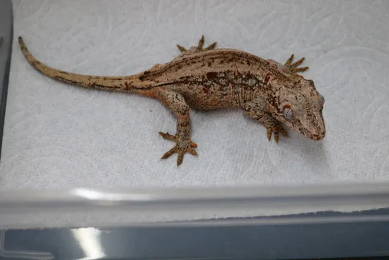35 Gram Female Gargoyle Gecko by Alvarez Exotics