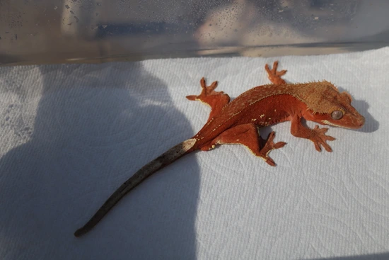 Stunning Red Phantom Crested Gecko by Alvarez Exotics