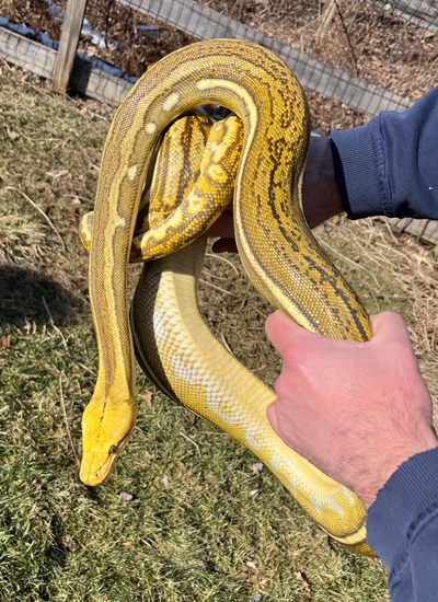 Kalatoah Tiger Reticulated Python SD Phantom Tiger 100% Het Albino - 62.5% Kalatoa - Proven Breeder Male ...
