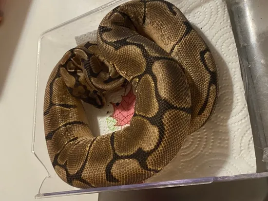 Spider Gravel Has Wobble Ball Python by A and C’s Reptiles