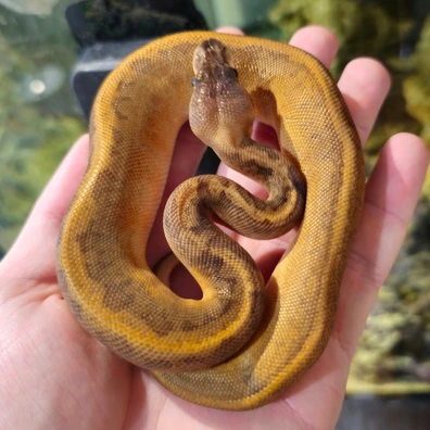 Sunset Cinnamon Pinstripe Ball Python - female for sale from A Tinge Of Ginge