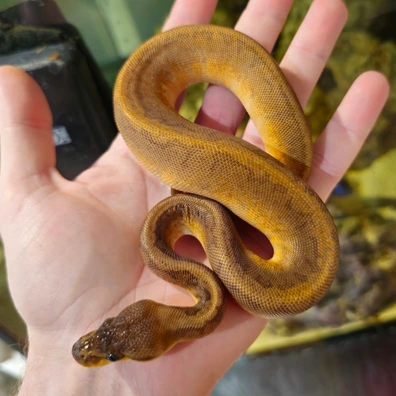 Sunset Cinnamon Pinstripe Ball Python - female for sale from A Tinge Of Ginge