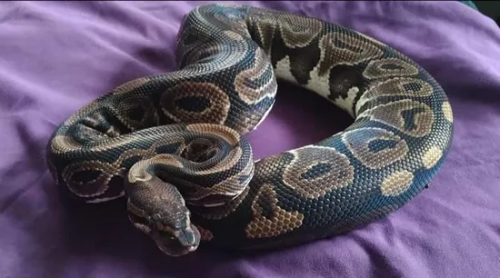Hra Ball Python by Royal Rose Reptiles and Earthbound Dragons