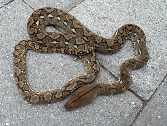 62.5% Kalaotoa/Madu SD Wildtype 100% Het Anery Reticulated Python by ...