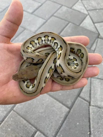 62.5% Madu/Kalaotoa Jaguar Reticulated Python by Herpetofauna Company