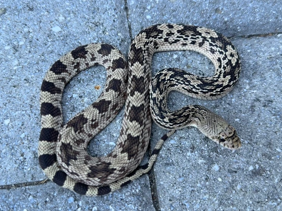 1.1 Ocean County Northern Pine Snake (Monster Line) by