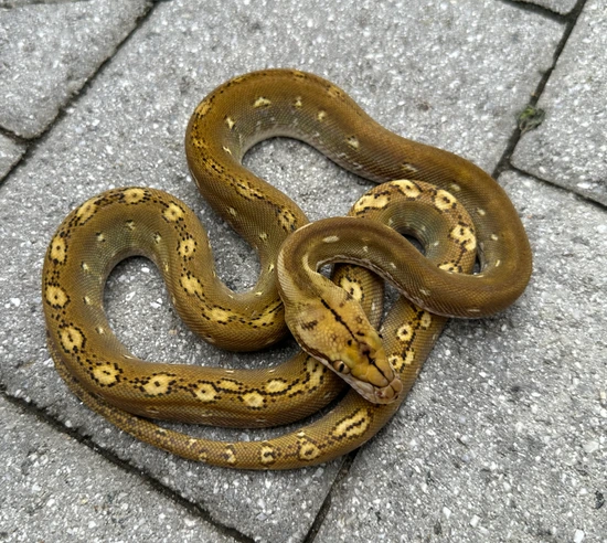 68.75% Kalaotoa/Madu Phantom Reticulated Python by Herpetofauna Company