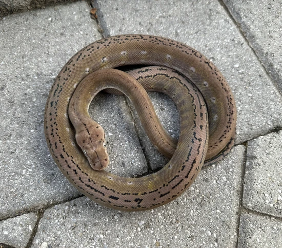 50% Kalaotoa/Madu Anery Platinum Motley Reticulated Python by ...