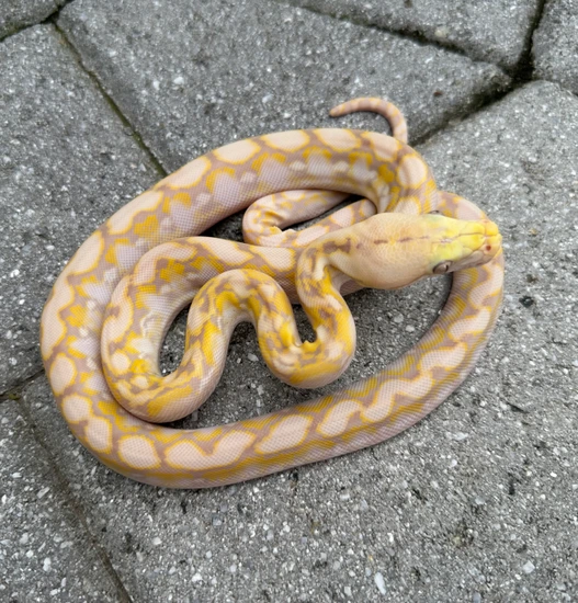 62.5% Kalaotoa/Jampea Purple Snow Reticulated Python by Herpetofauna ...