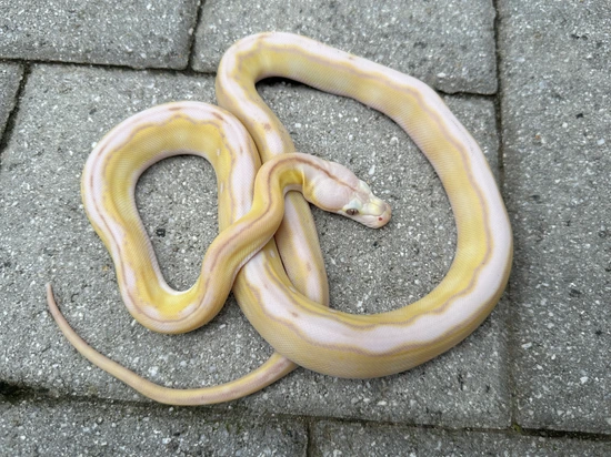 56.25% Kalaotoa/Jampea Purple Motley Snow Tiger Reticulated Python by ...