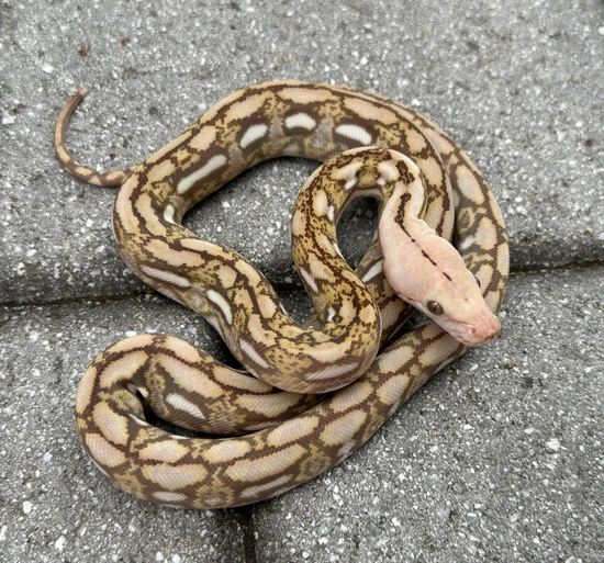 Kalatoah Tiger Reticulated Python 57.8 Kalaotoa/Jampea Mochino Snow Tiger Reticulated Python by ...