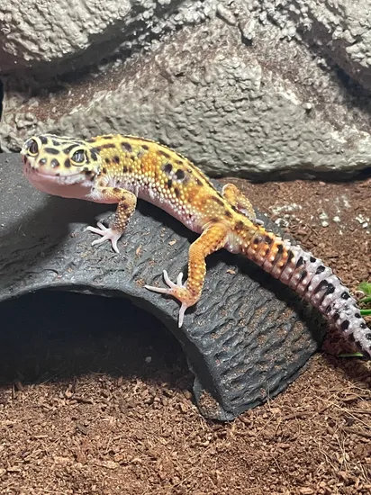 Eclipse Atomic Firebold Gecko Leopard Gecko by Exotically Mystical