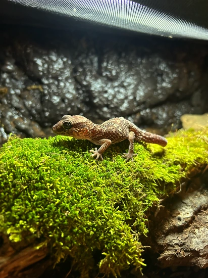 Pitus Gecko Pair Of Pictus Geckos *PROVEN* More Gecko by Serpent Gardens