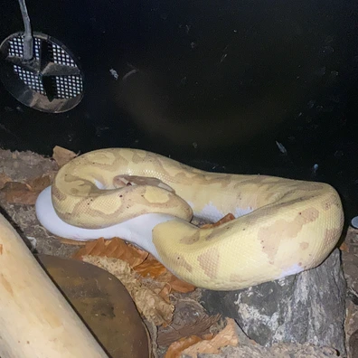 Banana Pied Ball Python - female for sale from Erinsexotics