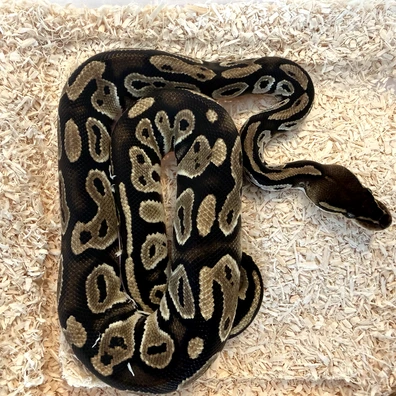 7 Ball Pythons For Sale Ball Python - unknown for sale from Erinsexotics