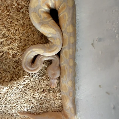 Candino Het Pied Ball Python - male for sale from Erinsexotics