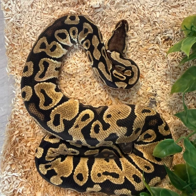 Pastel Ball Python - male for sale from Erinsexotics