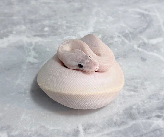 Blackhead Ivory Ball Python Ivory Blackhead Pos Jedi Ball Python by Rebellion Reptiles and Exotics