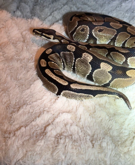 Normal Male Ball Python by Candy shop pythons