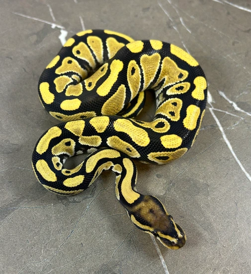 Python Constriction Deviantart Realistic Desert Ghost Het Clown Ball Python by AC Constriction