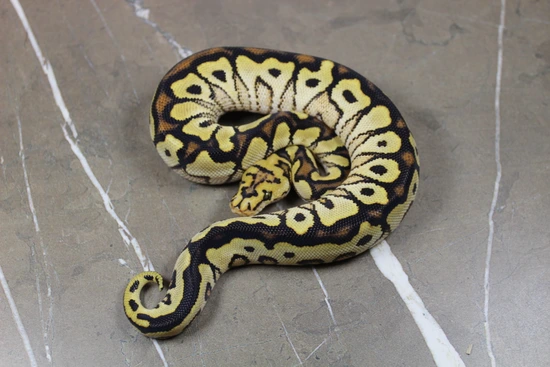 Spotnose Lace Clown Ball Python by AC Constriction