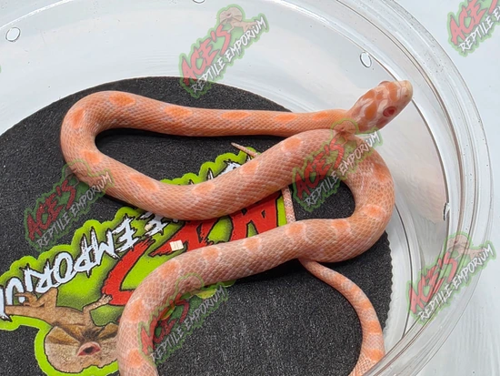 Red Factor Snake Snow Super Red Factor Corn Snake by Ace's Reptile Emporium