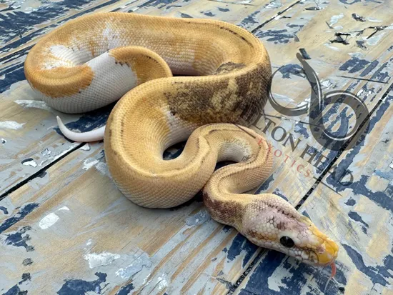 Pastel Champagne Shatter Het Cryptic Pos Het DG Ball Python by Hilton ...
