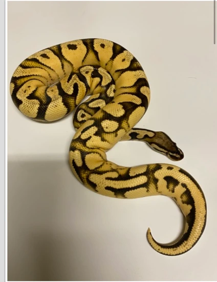 Super OD Pastel YB Fire Ball Python by Hilton Head Exotics