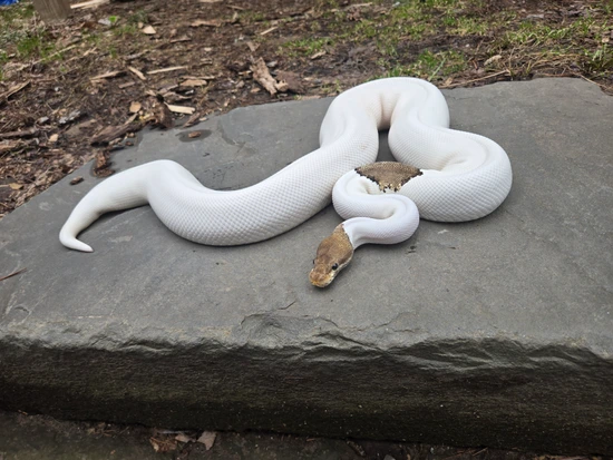 Pastave Pied Ball Python by AC Royal Reptiles