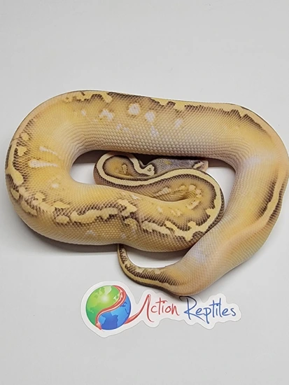 Pastel Butter Calico Hypo 66% Het Clown Ball Python by Action Reptiles
