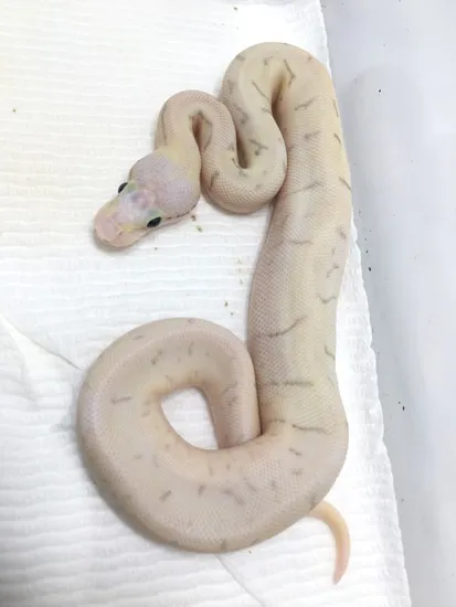 Crazy “nerd Thing” Female! Ball Python by Hudson River Reptiles