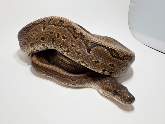 Cinnamon Pinstripe Ball Python by Hudson River Reptiles