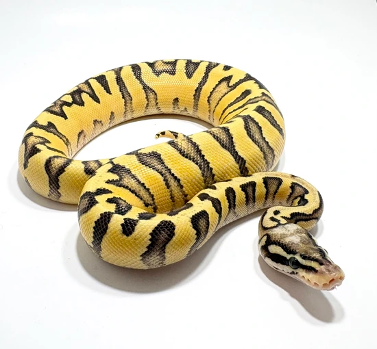 Zebra Pastel Ball Python by Hudson River Reptiles