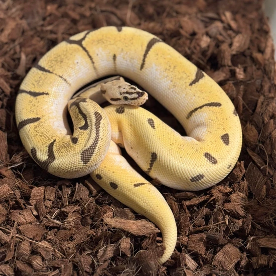 Super Orange Dream Fire Spider Ball Python by CC Reptiles