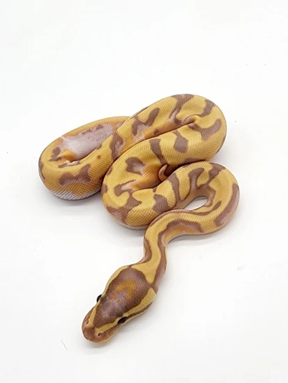 Frantz Python Banana Super Enchi Poss Orange Dream Pied Ball Python by Top Notch Morphs