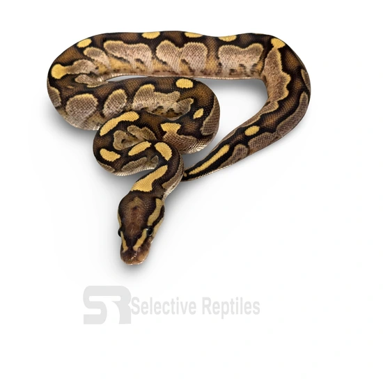 examples gallery — pythonsi: python selective... Black Head O.D. Calico Het Hypo Ball Python by Selective Reptiles