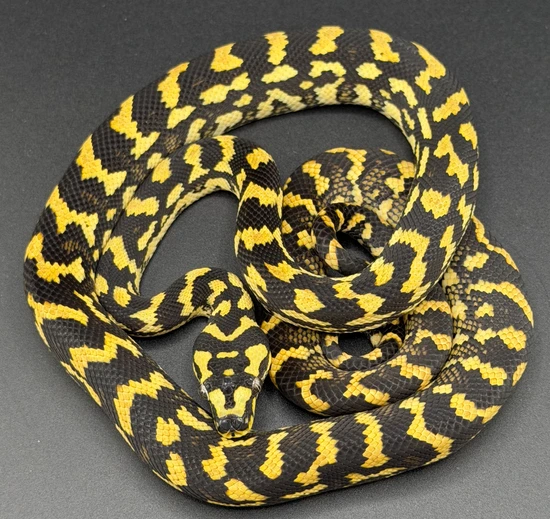 Diamond Jungle Other Carpet Python by Blue Mountain Pythons