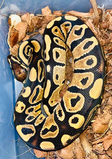 Normal 100% Het Piebald Ball Python by Nothing But Balls