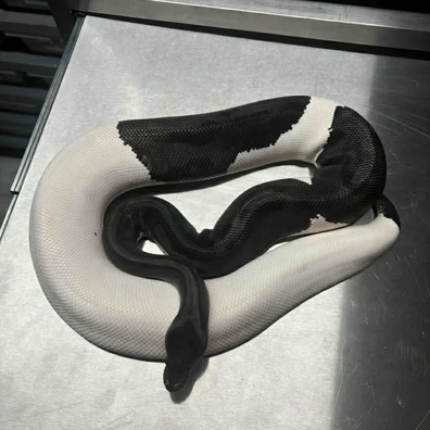 Pied Ball Python - female for sale from Twisted Exotics