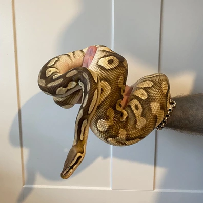 CB22 Ball Python Disco Ball Python - female for sale from Twisted Exotics