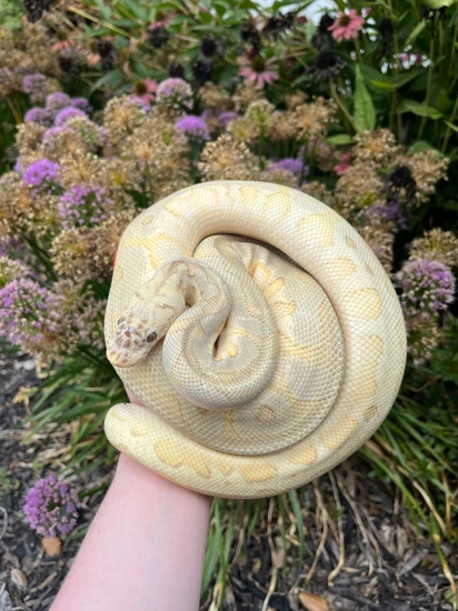 0.1 Super Pastel Lesser Clown Ball Python by Evil Eye Exotix