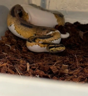 60 Royal Pythons, All Different Types Forsale - Open To Offers Ball Python - unknown for sale from Morphs & All