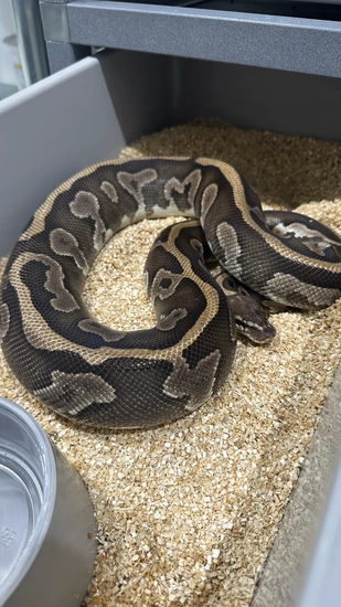 Mojave Leopard Dinker 66% Het Pied Ball Python by Cardinal Exotics