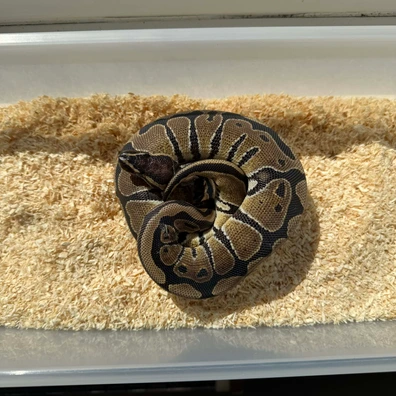 0.3 Poss Het Candy Pieds Ball Python - female for sale from AA Constrictors