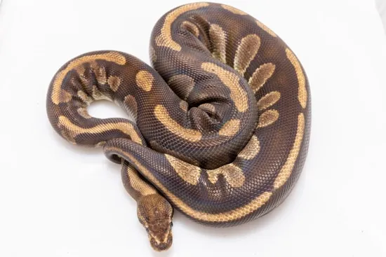 WC Dinker (I) Ball Python by AK Morphs