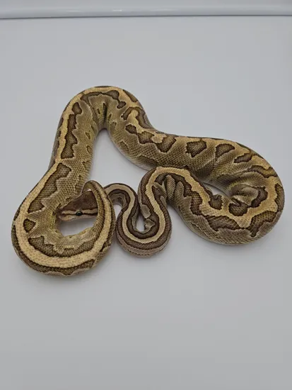 Raven Lesser OD Ball Python by AK Morphs