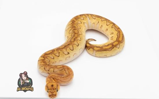 Twister Lesser Clown Ball Python by AK Morphs