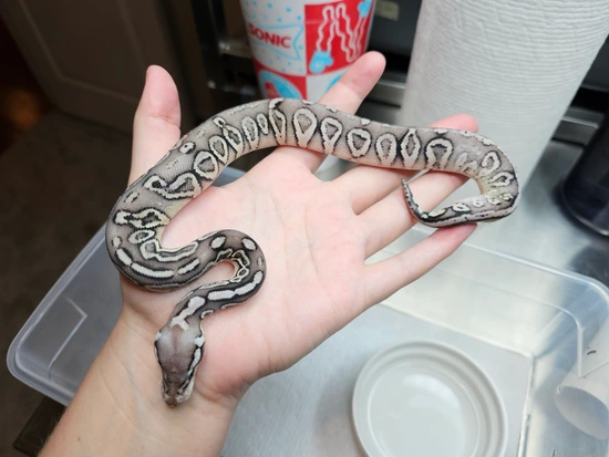 Pewter SN Pos Twister Het Clown Ball Python by AK Morphs