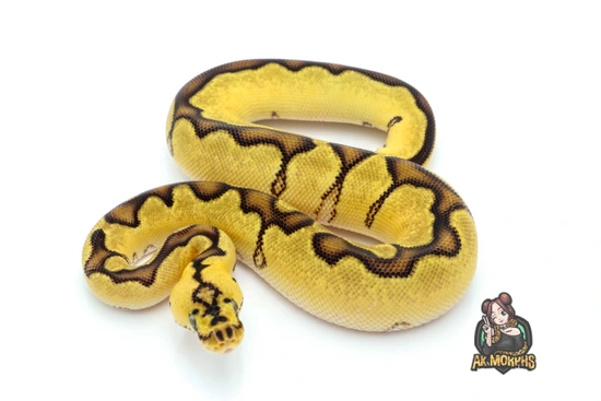 Pastel Enchi YB Twister Clown Ball Python by AK Morphs