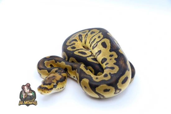 Twister Clown Ball Python by AK Morphs